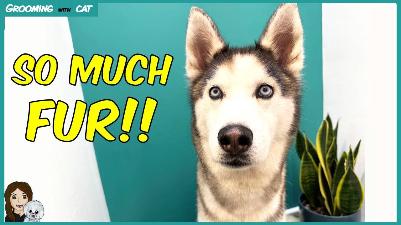 This is one of the most satisfying grooms I've ever done! | How to deshed a Husky