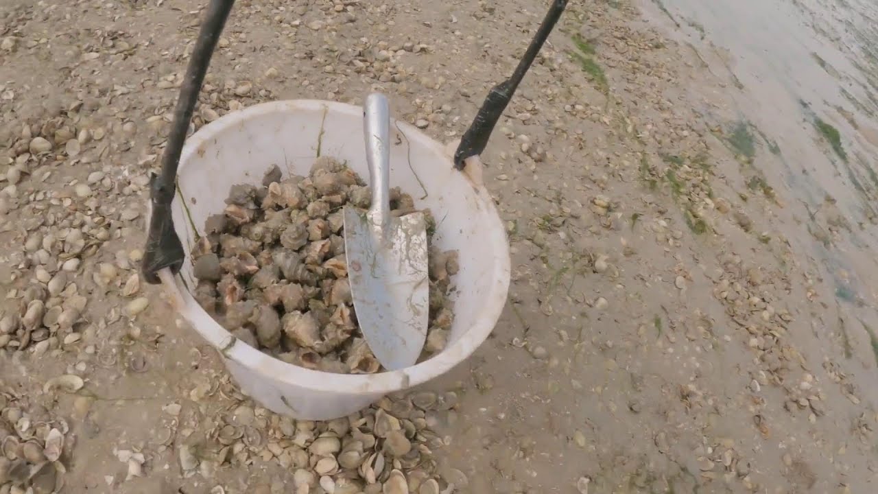 大干潮，小沙墩辣螺密密麻，阿富趕海撿爆桶【小漁趕海v】