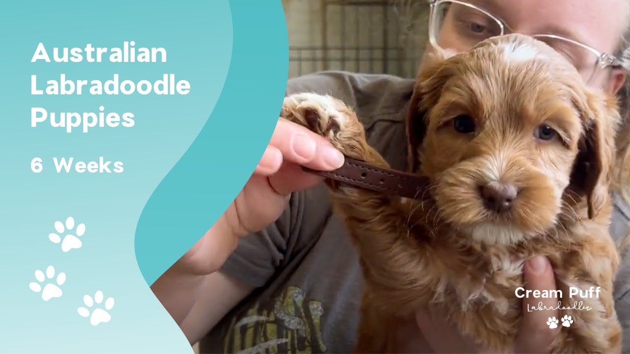 Medium Australian Labradoodle Puppies: CPL Wind Beneath My Wings x CPL Come & Take It