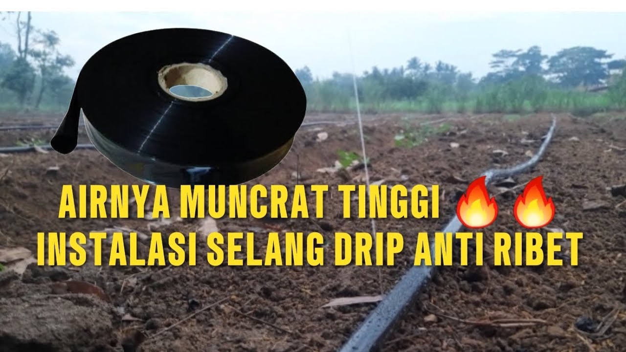 INSTALASI SELANG DRIP UNTUK LAHAN CABAI ANTI RIBET 🔥🔥🔥 #farming