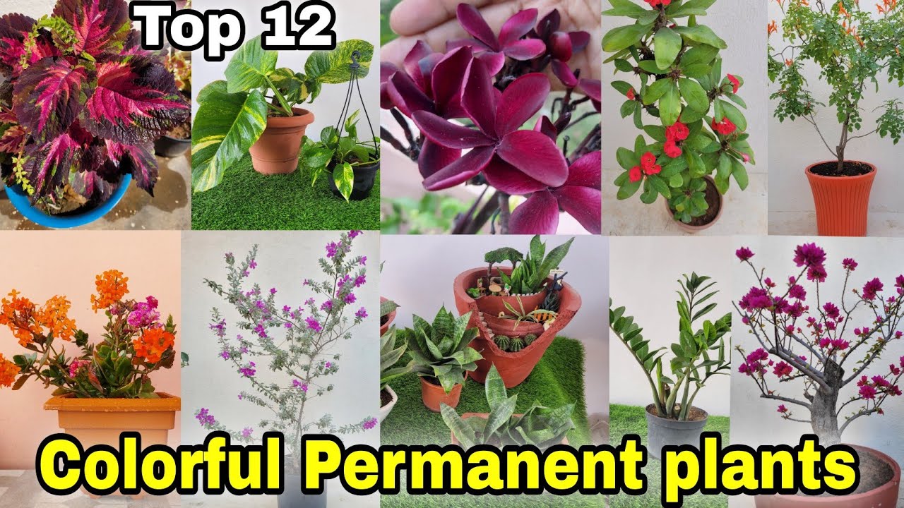 12 Colorful Permanent plants at Home / Garden (indoors + outdoors) Part - 1