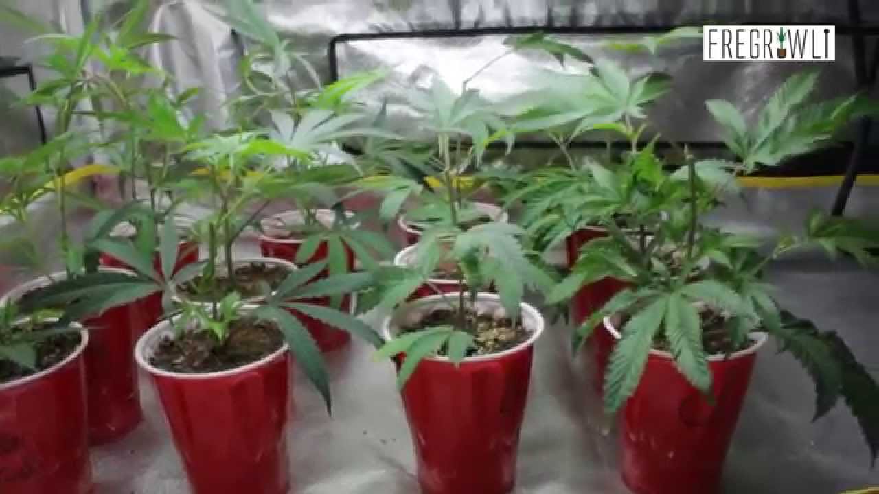 Propogation Station Introduction + 24K Gold Germination! (Kosher Tangie)