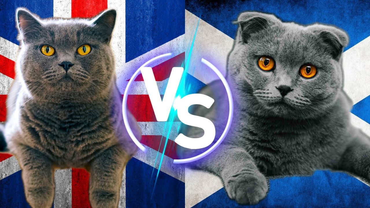 Scottish Fold Vs British Shorthair Kedileri #scottishfold #britishshorhair #kedi