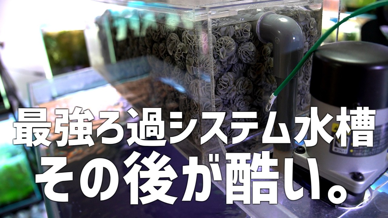 【何故…】濾過全振り水槽のその後…悲惨過ぎる現状をお届け。#793【アクアリウム】