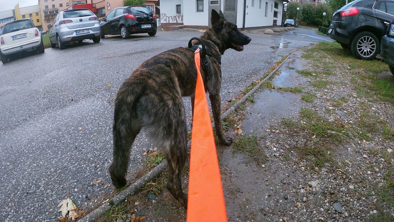 MANTRAILING TRAINING, URBAN AREA│4. 10. 2020│Tala, dutch shepherd