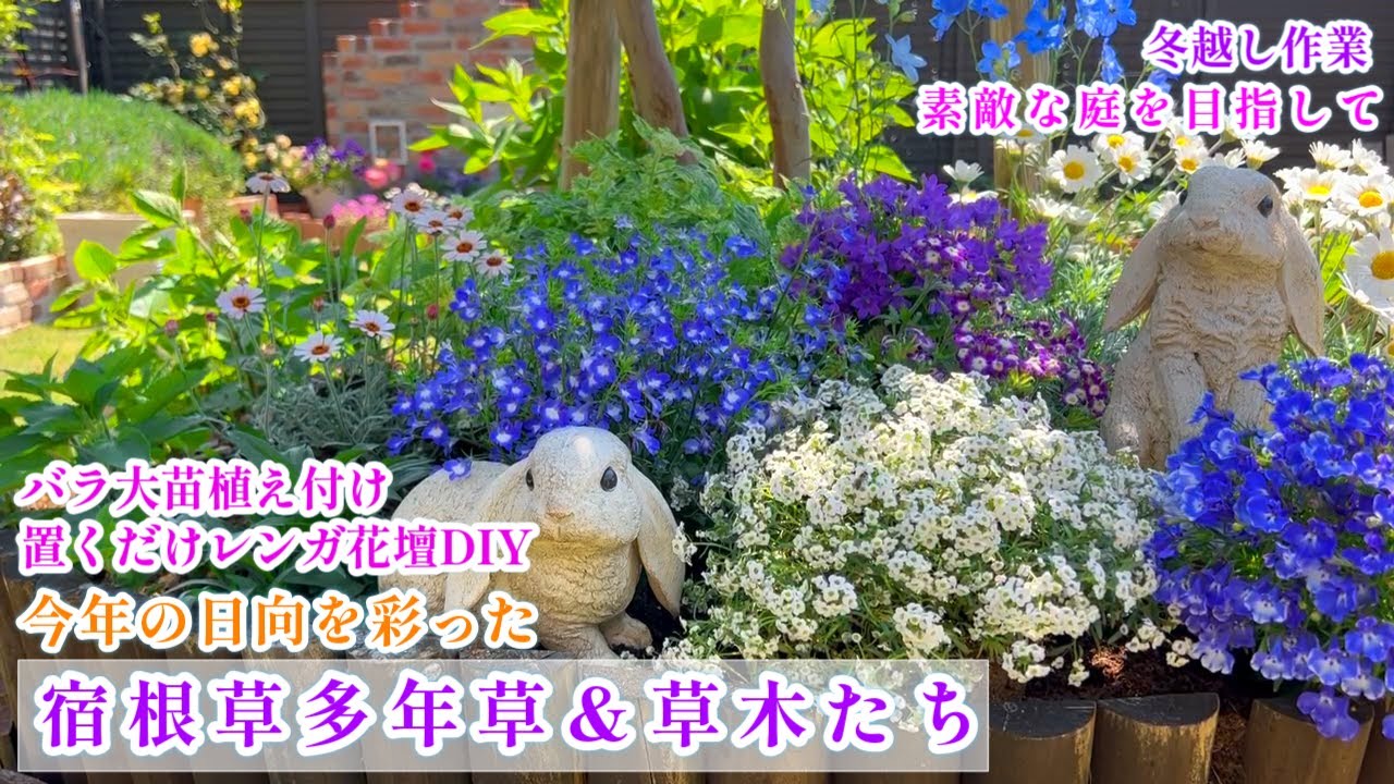 【庭に咲いた美しい花々宿根草＊2023】【冬越し作業で素敵な庭づくり】【バラ大苗植え付け】ガーデニング
