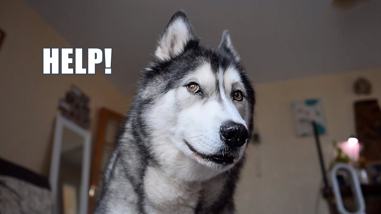 Husky Needs Best Friend’s Help To Find Missing Tail!