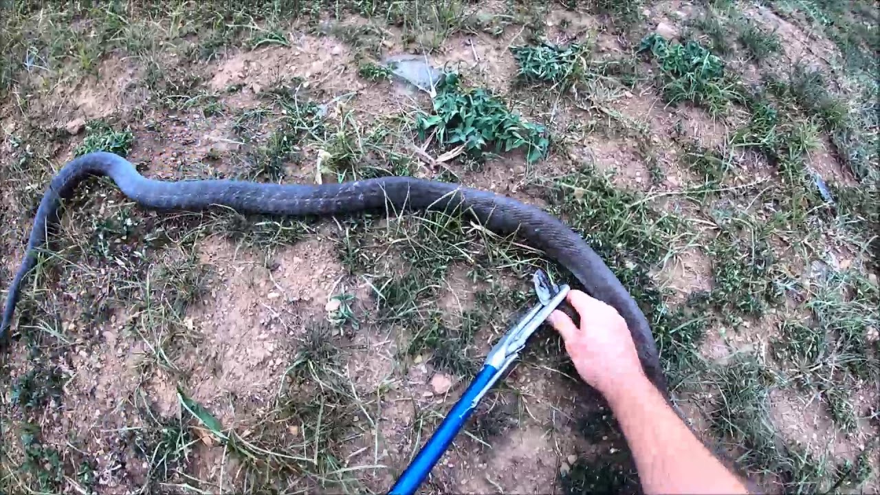 Double Mamba Catch!