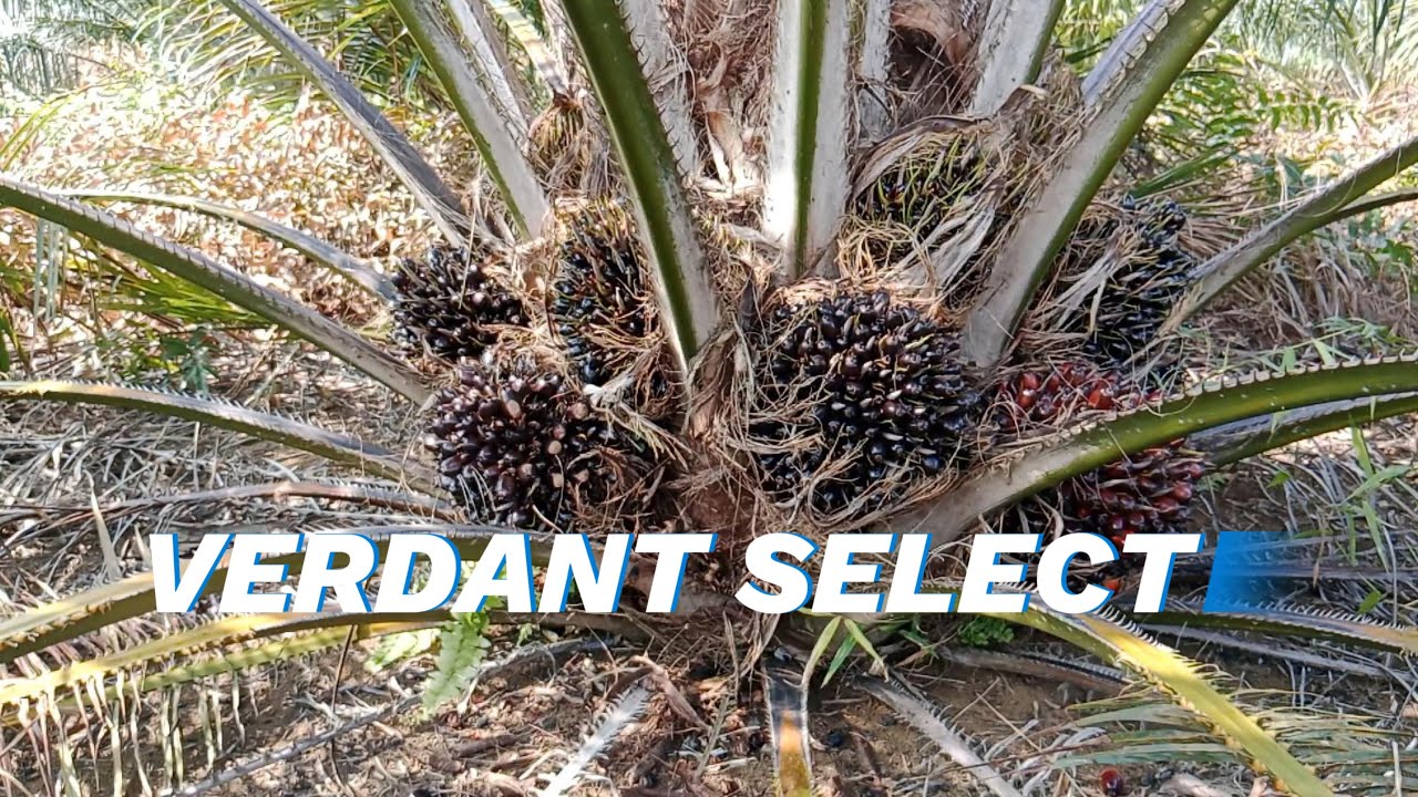 PERFORMA KELAPA SAWIT VERDANT SELECT USIA 30 BULAN