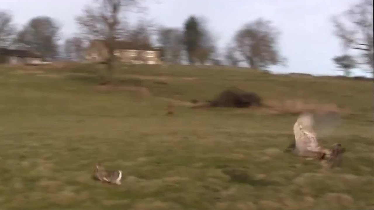 Northern Goshawk track and attack prey (Accipiter gentilis)