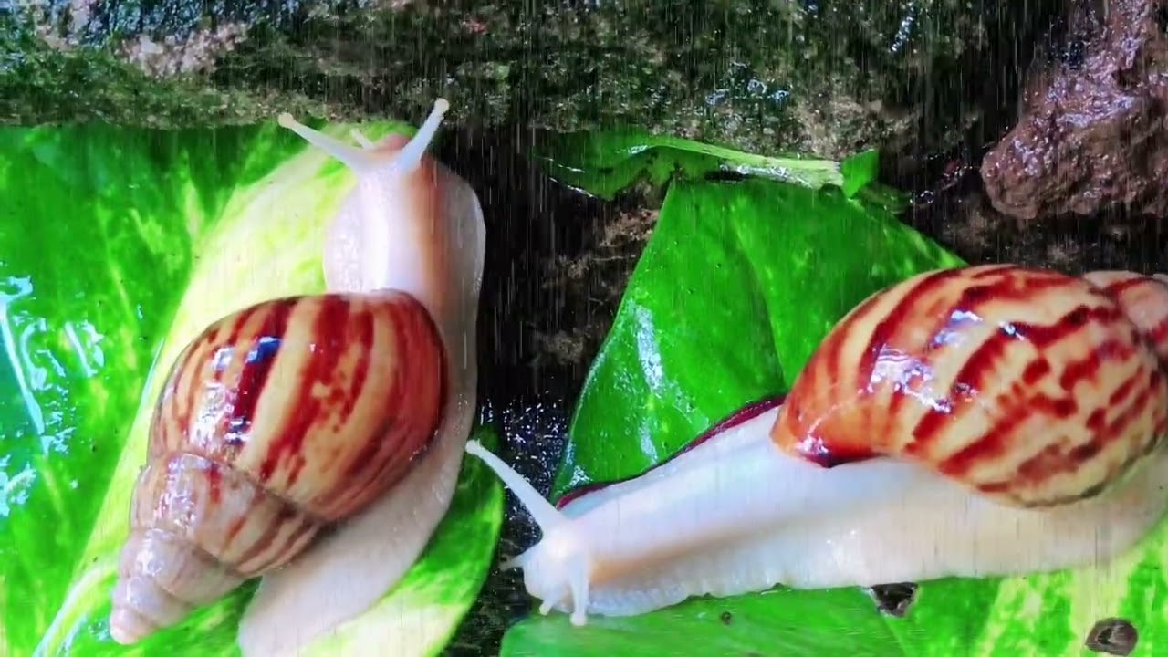 Satisfying Snail Walk in the Rain 🐌🌧️ (ASMR Sounds)
