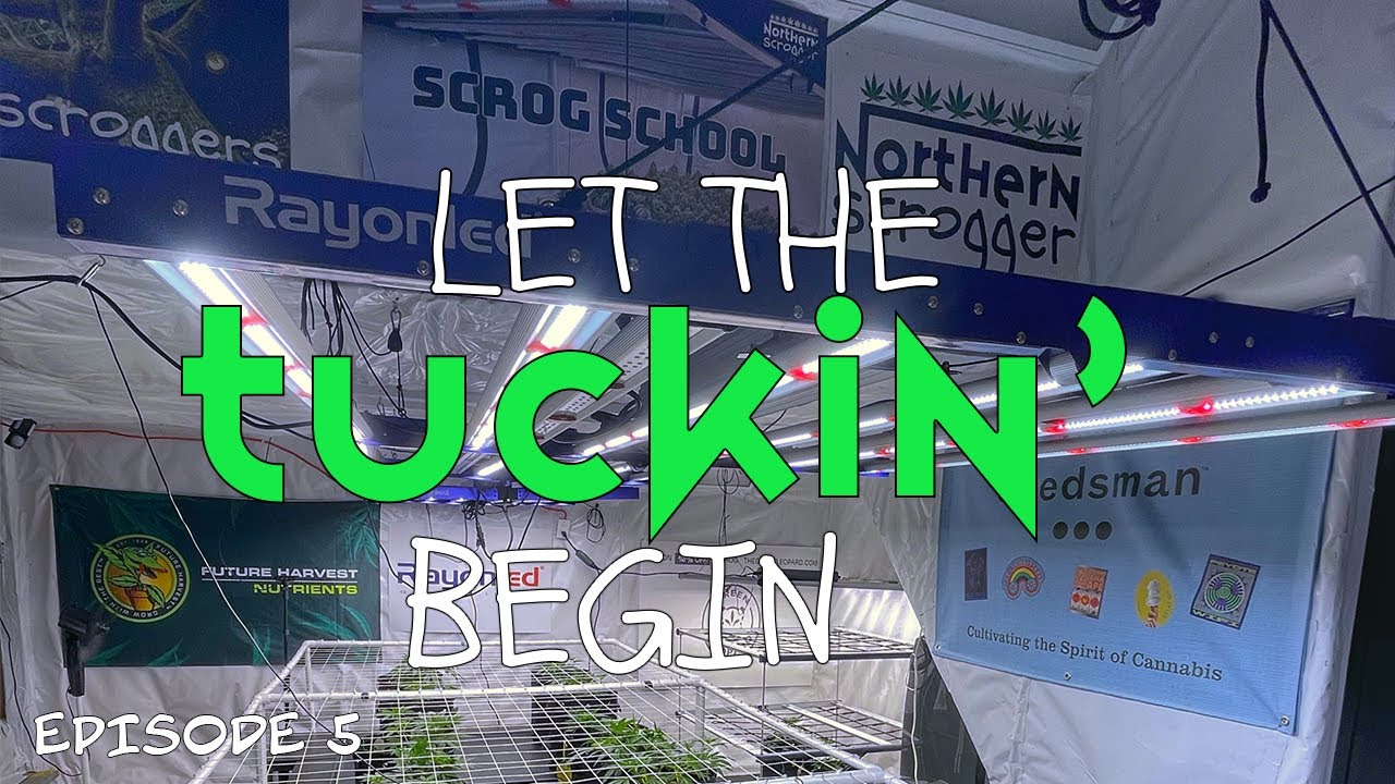 Ep. 5 SCROG SCHOOL Let the Tuckin' Begin