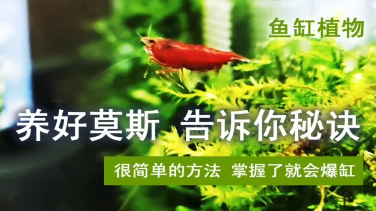 想养好莫斯，其实很简单，告诉你秘诀 你也能养的冒泡