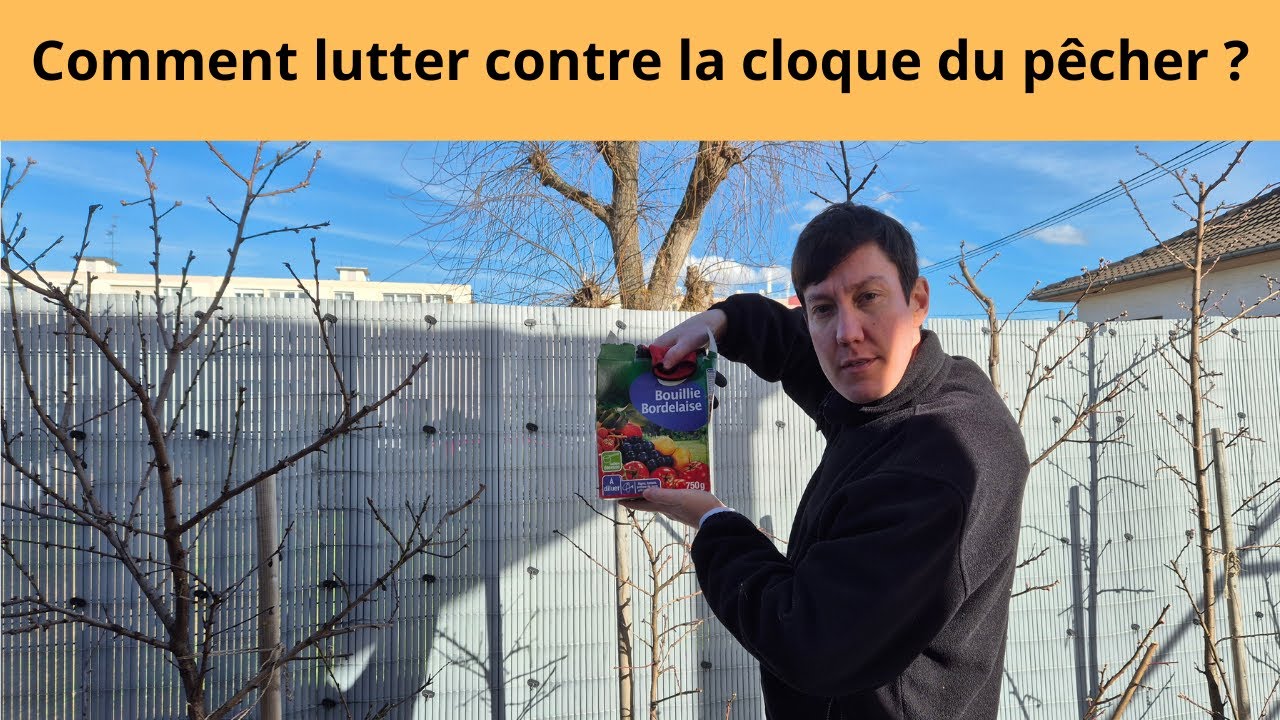Comment lutter contre la cloque du pêcher