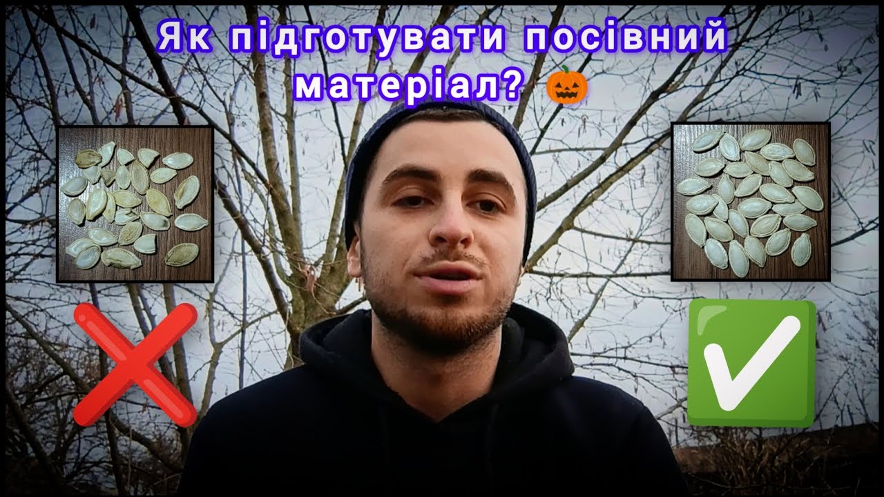 Як підготувати посівний матеріал гарбузового насіння? Всі НЮАНСИ 🎃