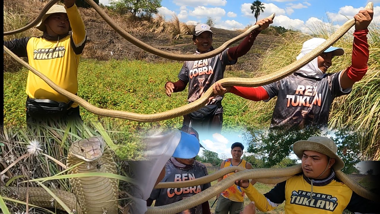 Magasawang King cobra pinanginig ang mag sasaka