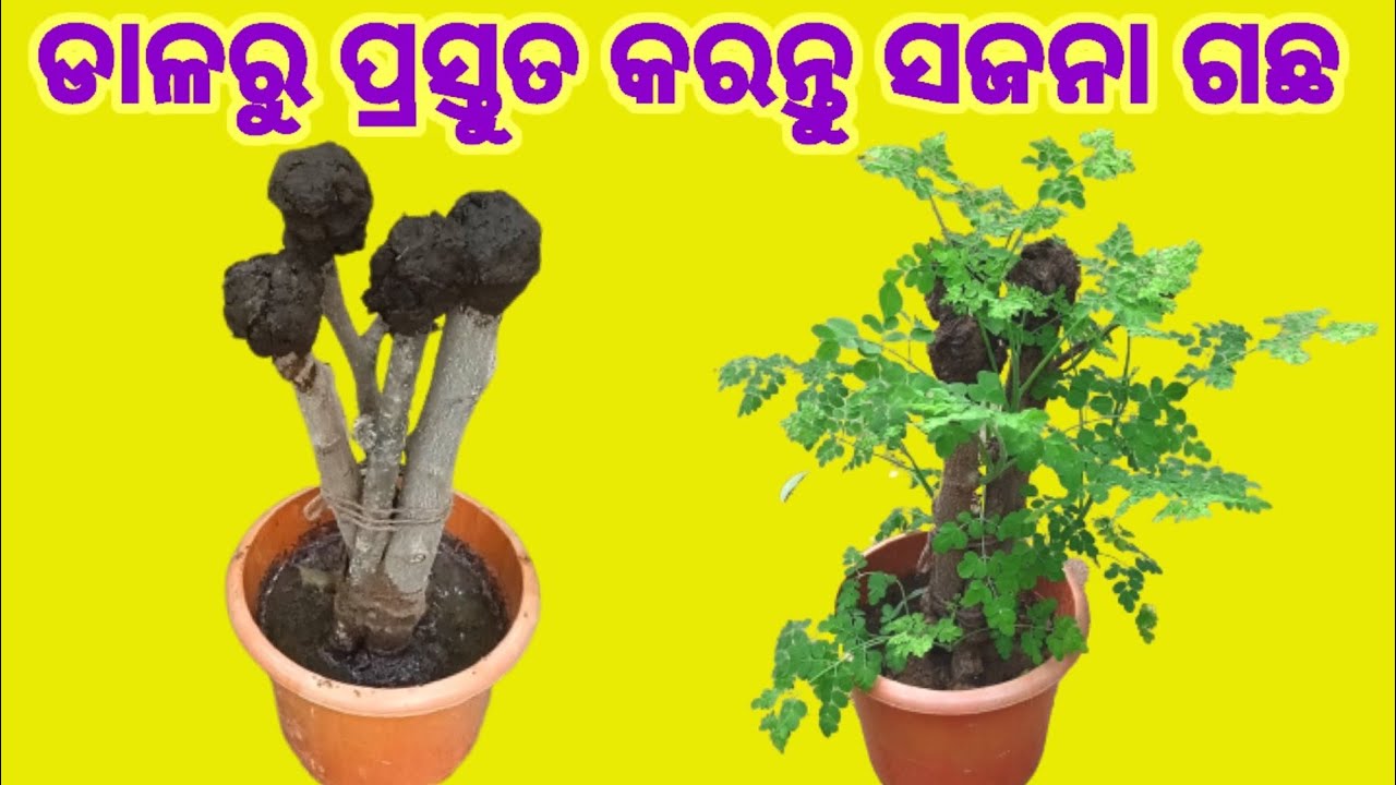 ଡାଳରୁ ପ୍ରସ୍ତୁତ କରନ୍ତୁ ସଜନା ଗଛର ଚାରା।#sajana #drumstick#sajinasaga