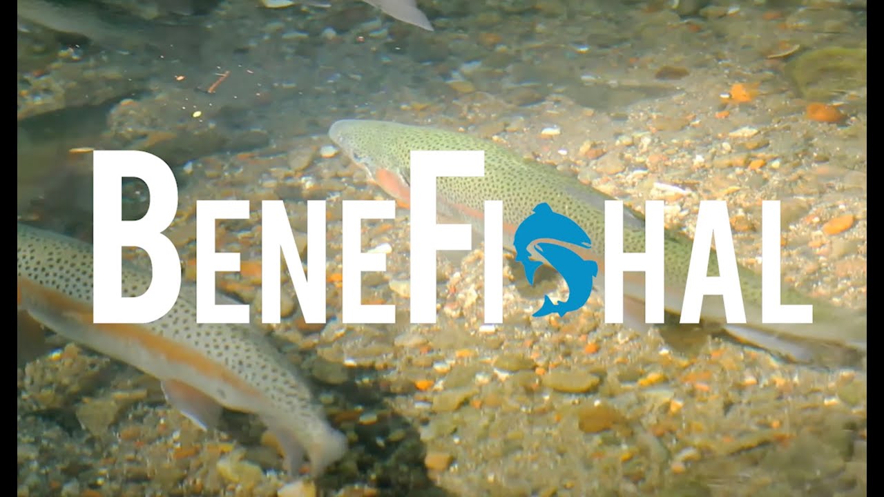 Benefishal - Why Patagonia's 