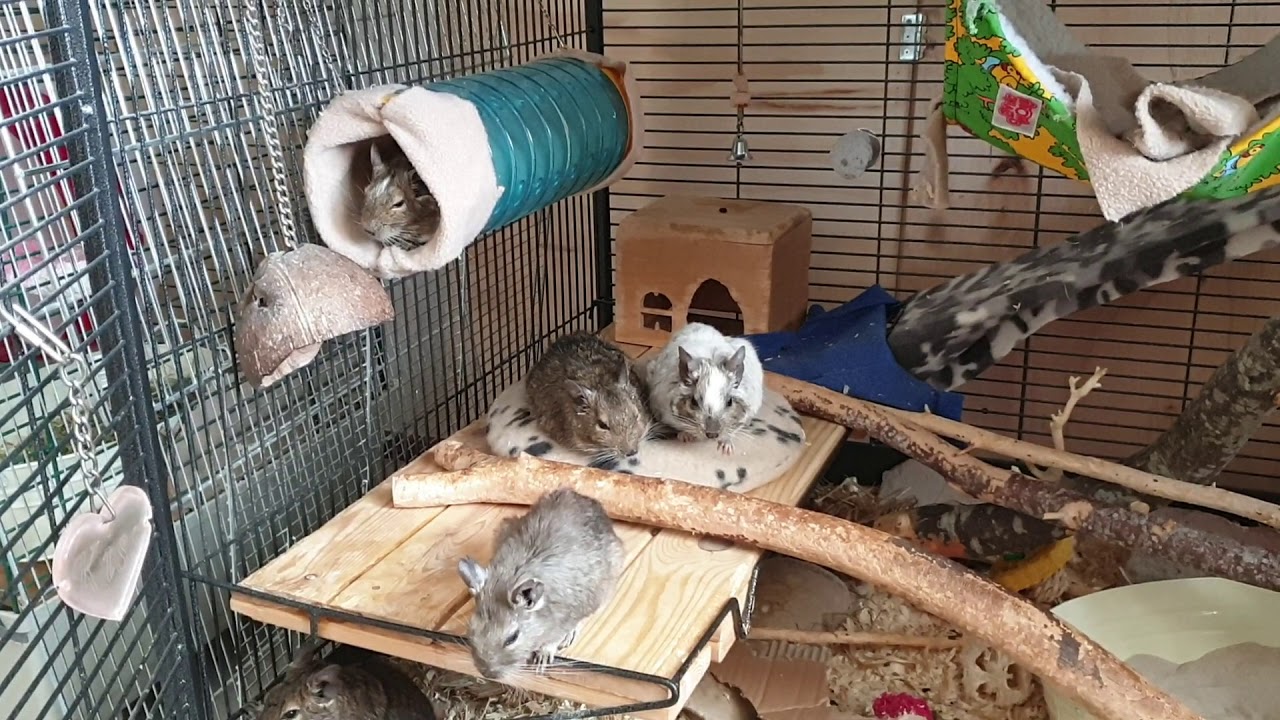 Degus on snugglesafe and unhappy about me not letting them out