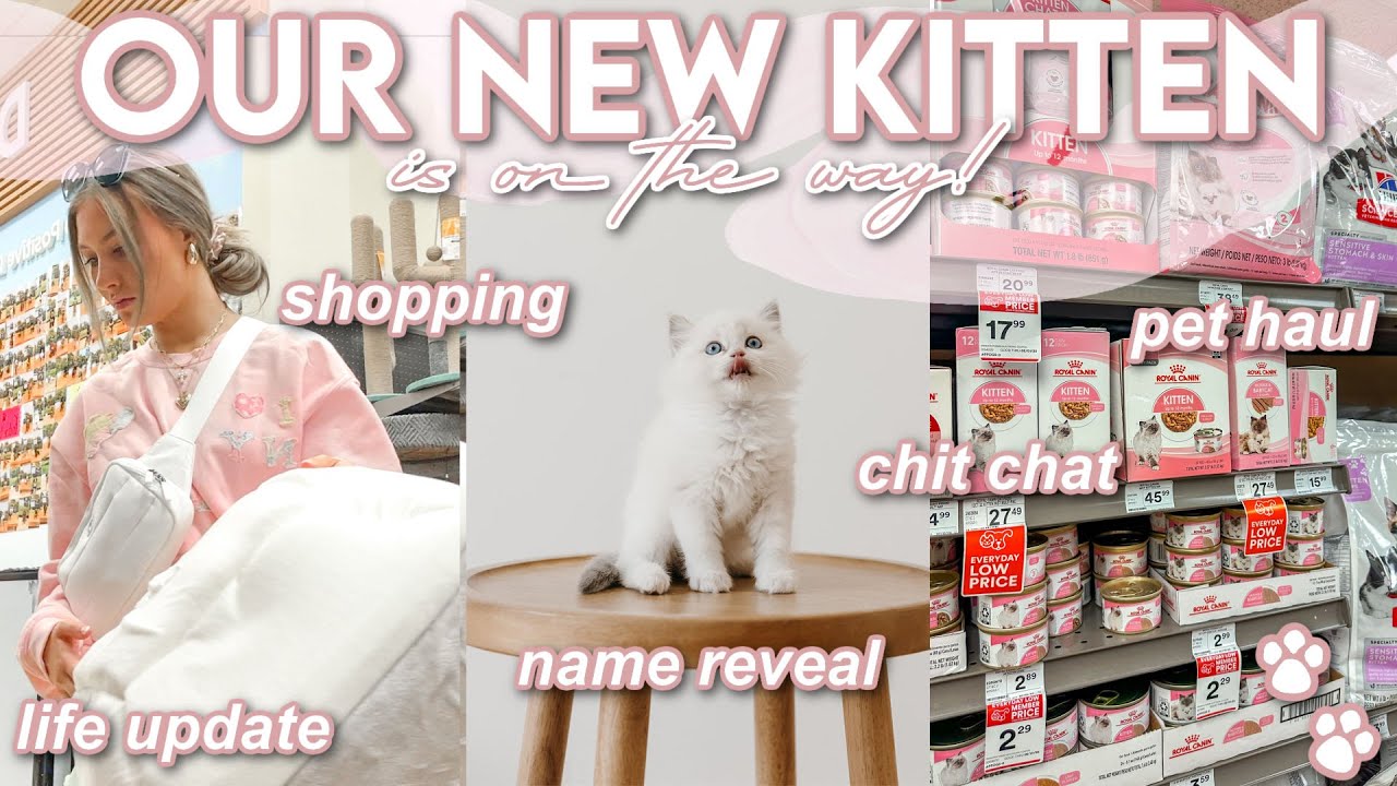 WE ARE GETTING ANOTHER KITTEN!🐱 | Life Update, Name Reveal, Petco Shopping, & Haul | Lauren Norris