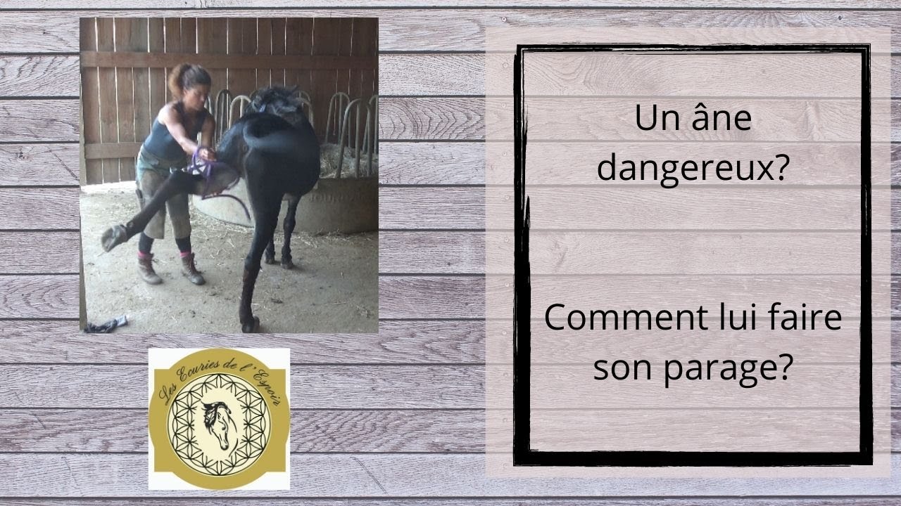 Un âne dangereux? Comment lui faire son parage?