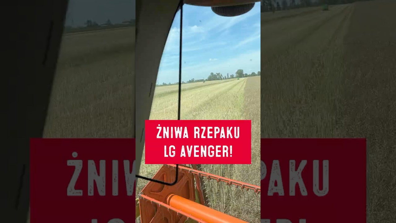 Kosimy rzepak LG Avenger! Jakie plony? #lgseeds #limagrainpolska #limagrain