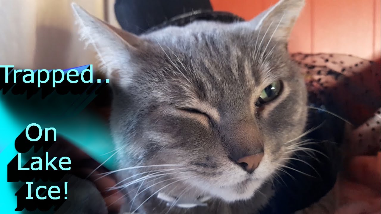 Cat Trapped On Ice!!