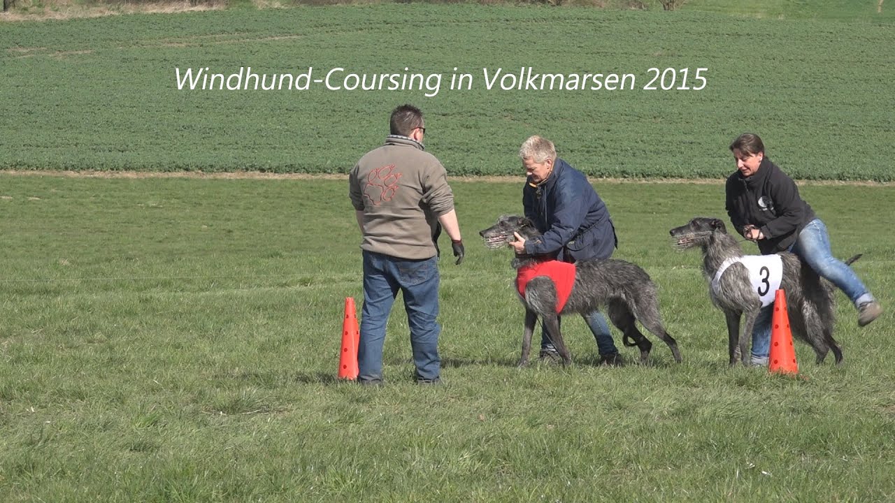 Windhundrennen, Windhund- Coursing in Volkmarsen, am 12.4.2015 von tubehorst1