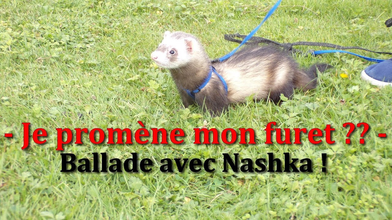 Ballade avec mon furet !