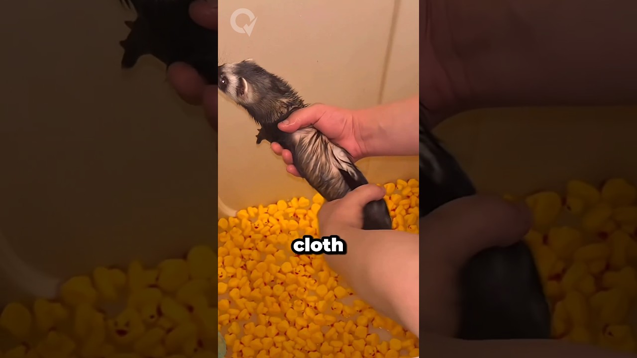 Это самое гибкое существо в мире?