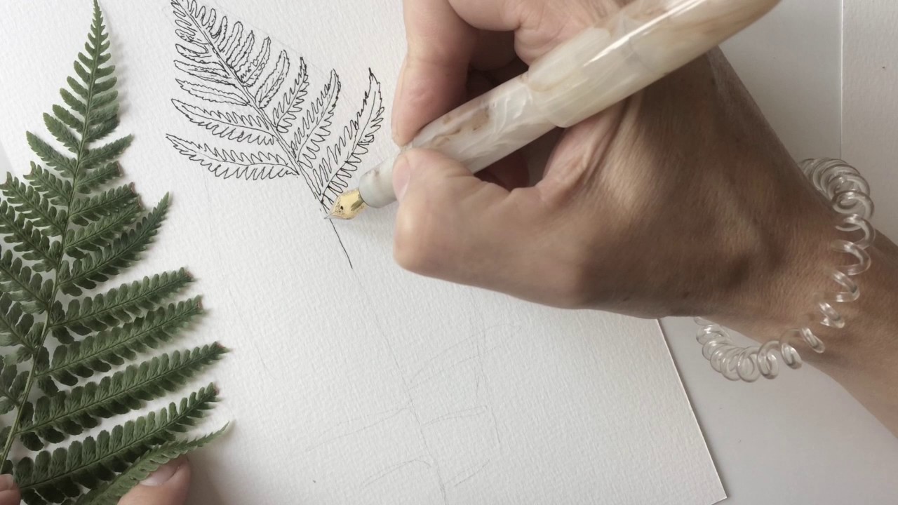 Botanical illustration of a fern