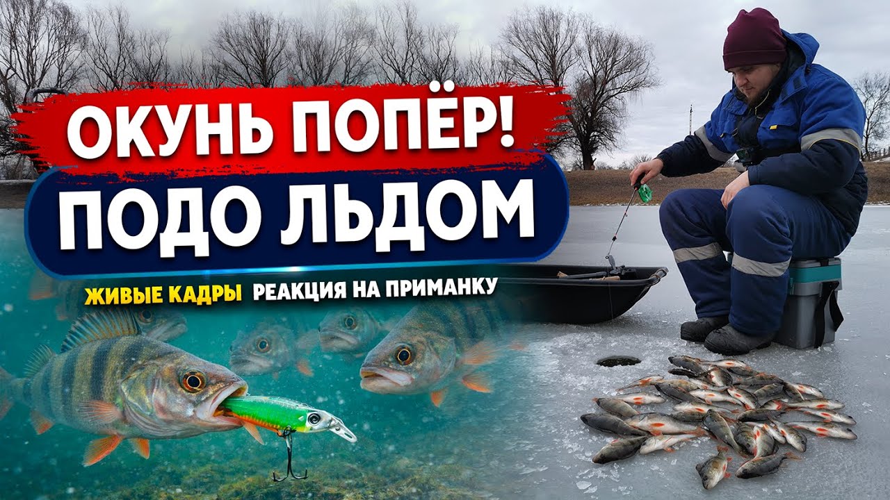 Зимняя Рыбалка в Астрахани – Окунь на балансир | Подлёдная съемка