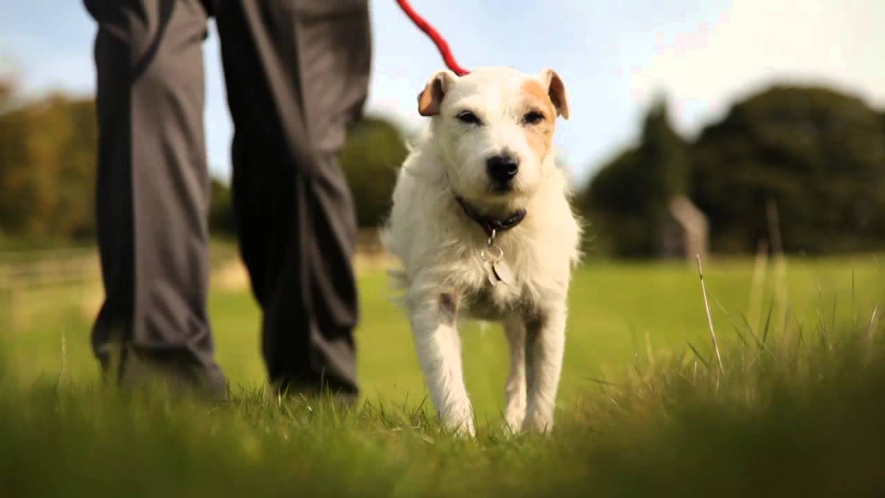 The Essence of Agatha Christie: Dogs
