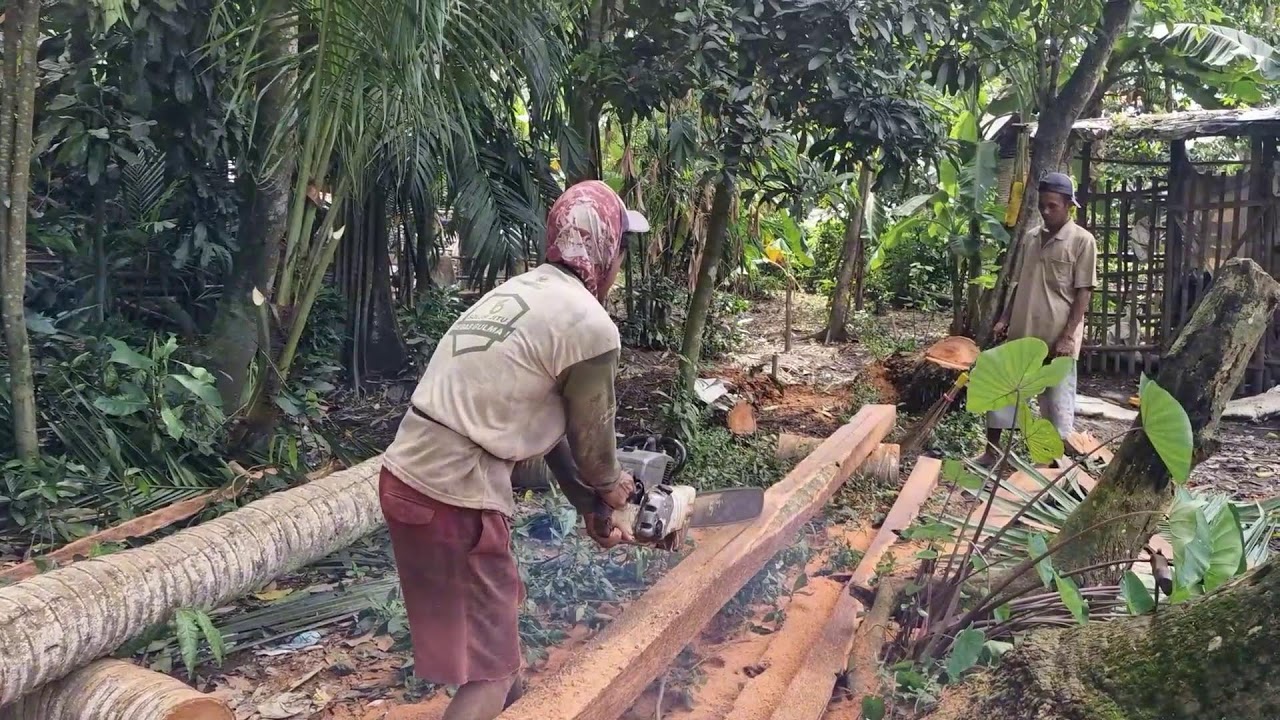 COCONUT WOOD CUTTING PROCESS MADE EASY WITH MODERN MACHINE TECHNOLOGY! -Agriculture Farming