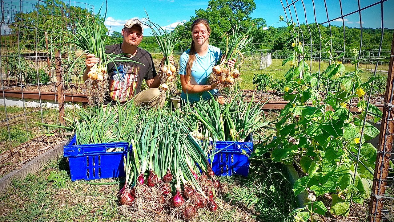 New Style Of Planting Yields Over 260 Huge Onions! | Raised Bed Gardening