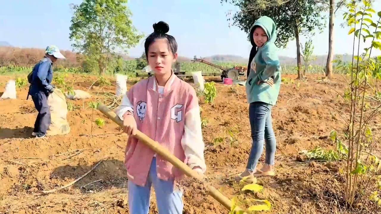 丈母娘家挖木薯，带了水果过来看看，顺便帮忙！