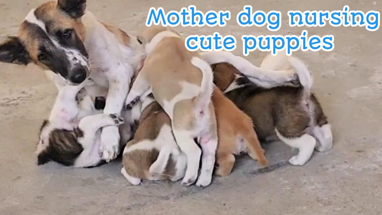 Mother dog nursing cute puppies @vuthyCH