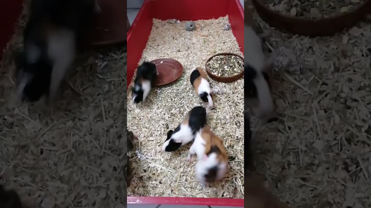Guinea pig babies 