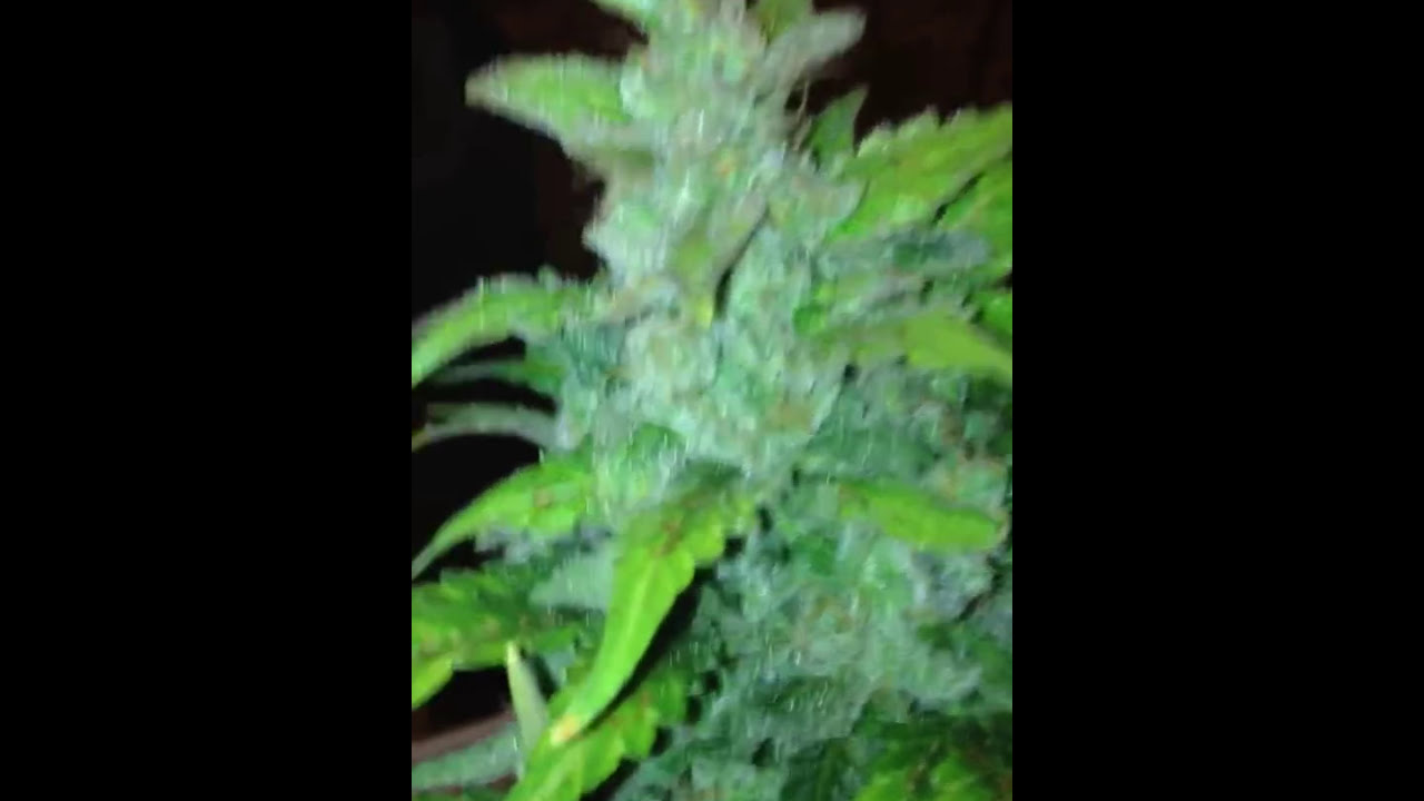 Afghan kush ryder auto flower week 8