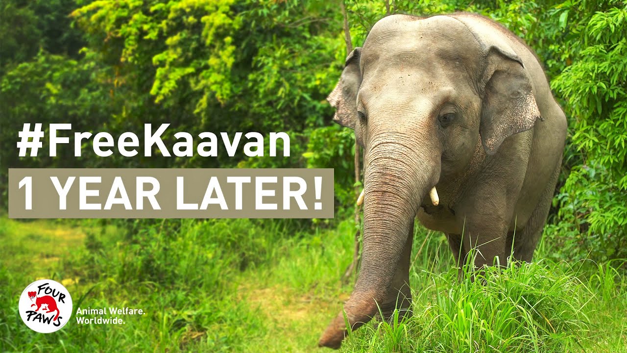 #FreeKaavan: One year after his sensational rescue!