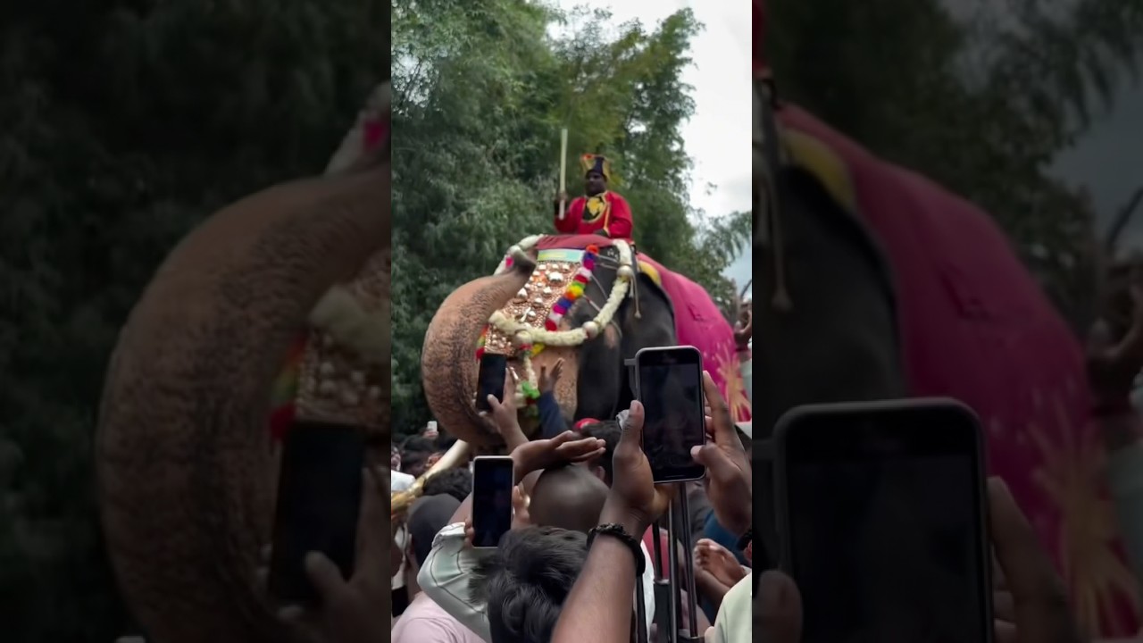 More love on elephants with Bheema 🐘#explore #elephantlovers #elephant