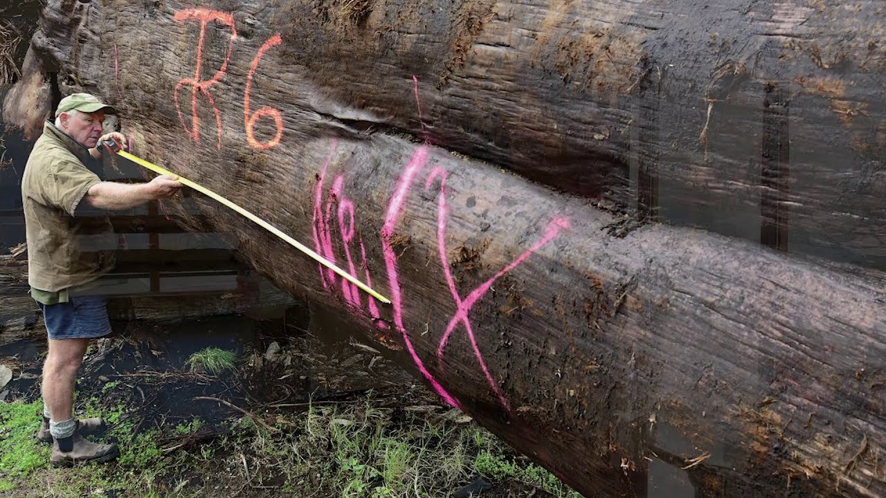 The Story Behind Ancient Kauri Wood