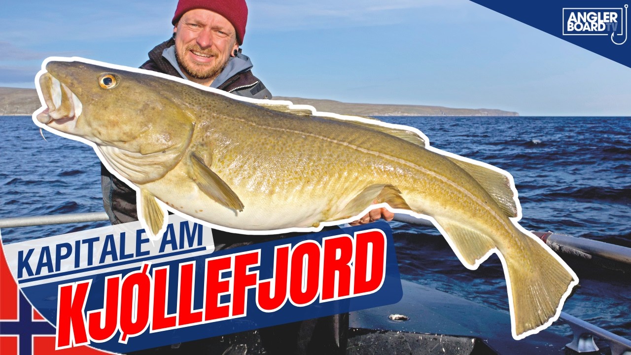Angeln in Norwegen 🇳🇴 🎣 Kapitale am Kjøllefjord | Dorsch und Heilbutt-Angeln in Nordnorwegen
