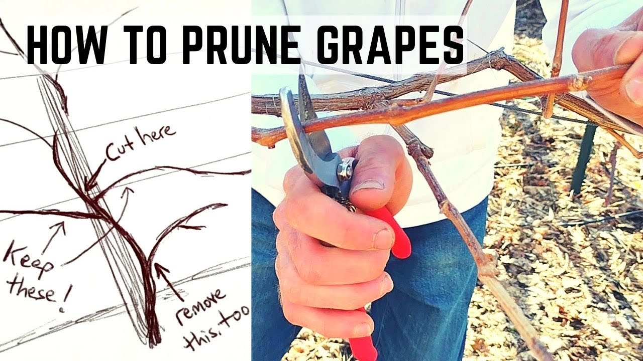 In-Depth Grape Pruning🍇KEY FACTORS For Many Methods
