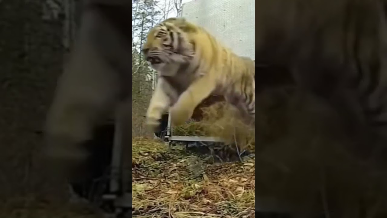 Siberian tiger release in forest 🐯 #shorts #ytshorts #animals #rescue #tiger #siberiantiger