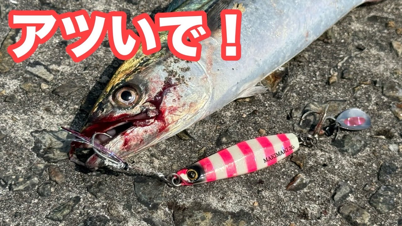 【アツイで！】サゴシの入れ食いは楽し過ぎた！！バショウカジキも飛んでました【ショアジギング】