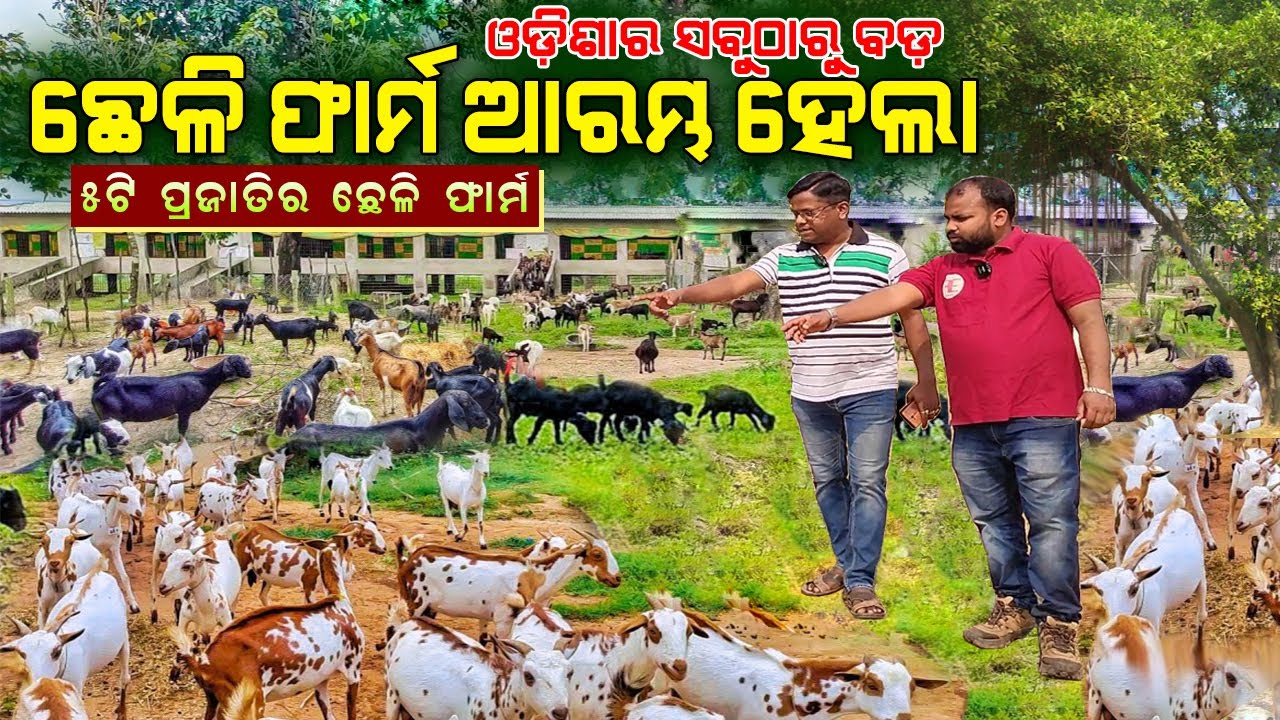 ସବୁଠାରୁ ବଡ଼ ଛେଳି ଫାର୍ମ ଆରମ୍ଭ ହେଲା || Biggest Goat farm in Odisha || Largest Goat farm in Odisha.
