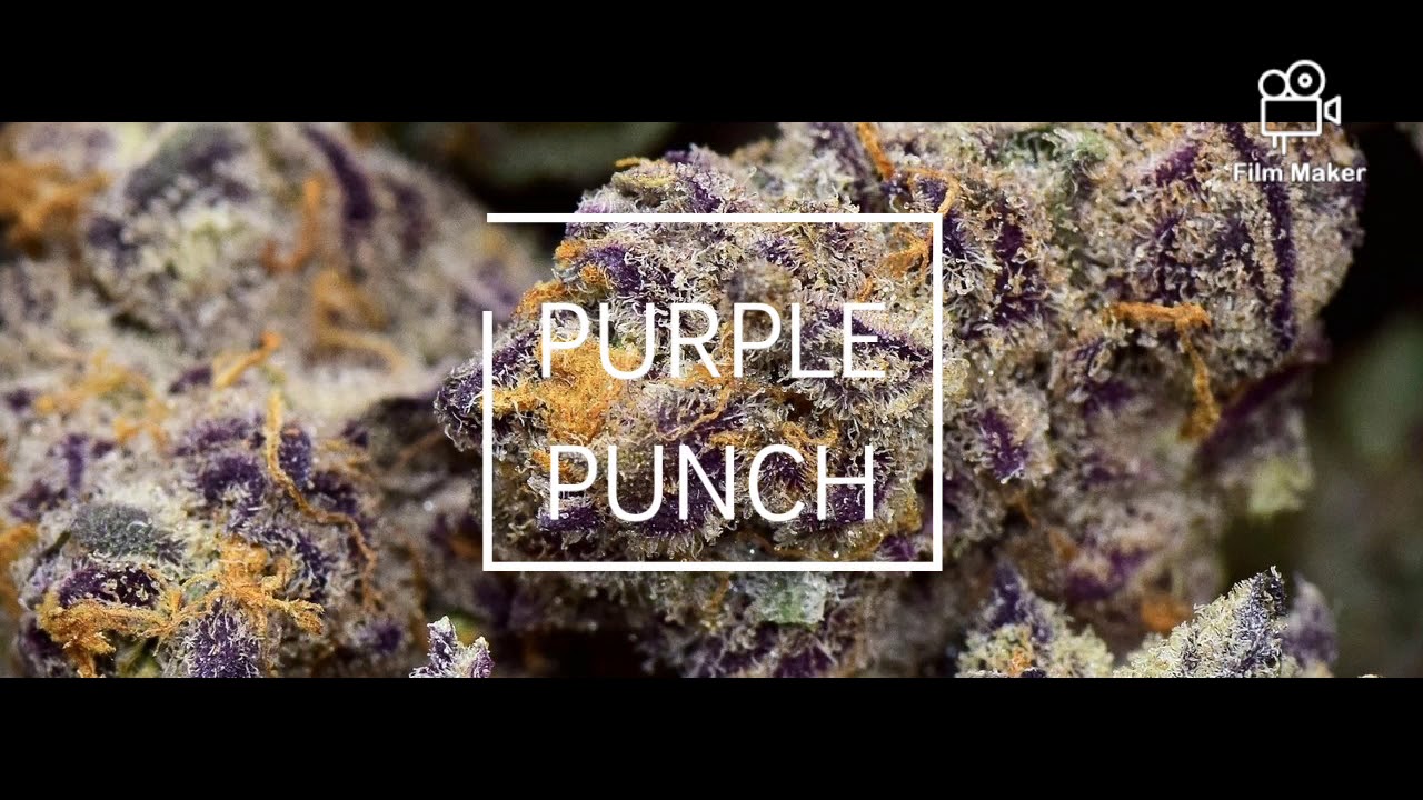 PURPLE PUNCH 🍇 REVIEW 🔥 THC, COLOUR, AROMA, EFFECTS, MEDICINAL PROPERPERTIES ! 🍇
