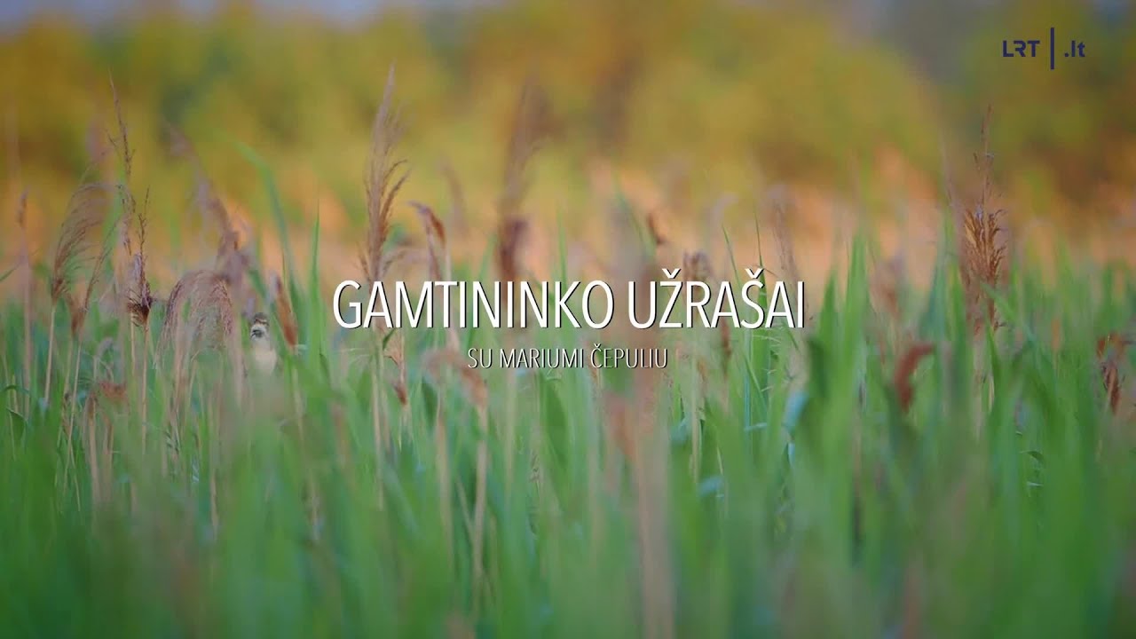 Gamtininko užrašai. „Šį kartą man tikrai pasisekė“: Čepulį nendryne pasitiko smalsumu pasižyminčios