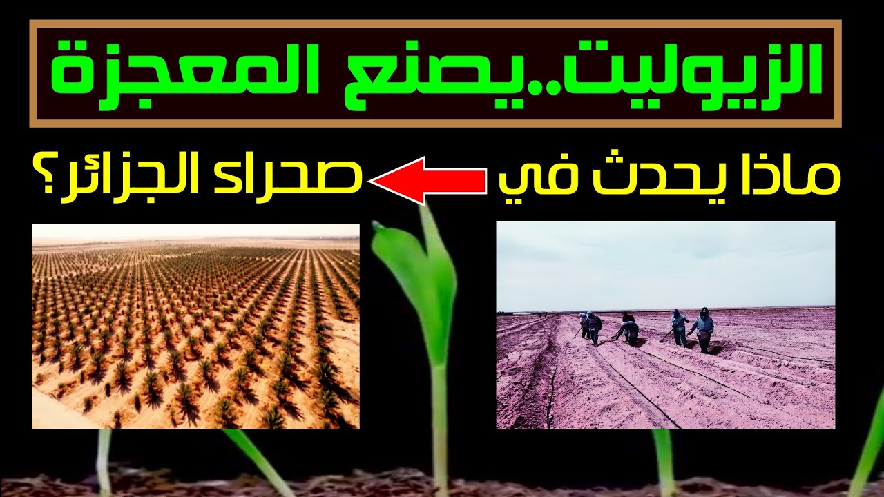 الزيوليت يصنع المعجزة الخضراء، ماذا يحدث في صحراء الجزائر الآن..؟